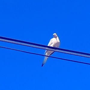 Meet your Posher, Always watching